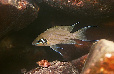 Neolamprologus pulcher 'Chituta Bay'